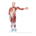 Female Torso Anatomy Model Human Muscular System Model Supplier